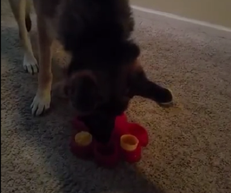 This Smart Pup Is Trying To Solve A Puzzle. The Result Will Drop Your Jaw!