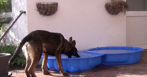 This Pup Decided To Challenge Liquid... By Trying To Eat Water!