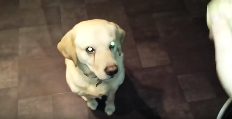 This Adorable Pup Is Mastering The Art Of Patience By Watching Daddy Bounce Ball!