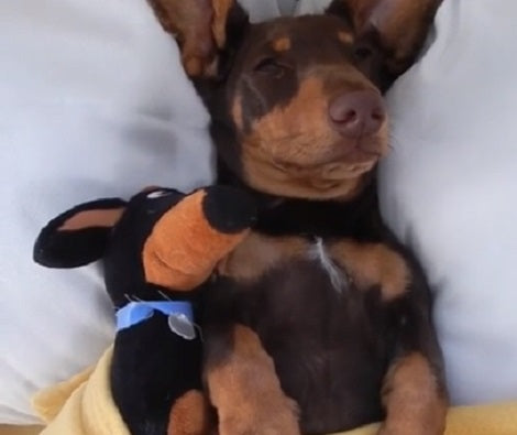 How This Adorable Pup Has Decided To Fall Asleep Is Going To Melt Your Heart!