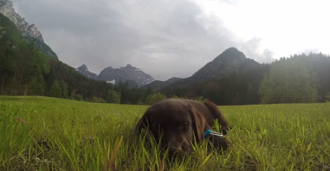 Adorable Pup Gets Tired Of Playing So He Falls Asleep In The Middle Of The Field!