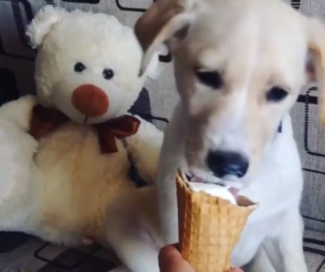 This Adorable Pup Loves Ice Cream So Much It's Too Cute To Miss!