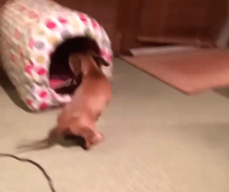 This Adorable Pup Is Totally Frustrated! Wait Till You Find Out Why!