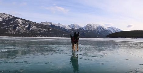 Poor Pup Didn't Know That Walking On The Ice Isn't As Easy As It Looks! Awww!