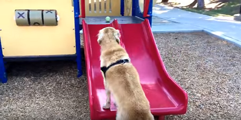 This Smart Pup Couldn't Retrieve Her Ball So She Came Up With A Genius Plan!