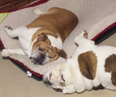 How This Adorable Pup Wakes His Sibling Up To Play Will Make You Smile!