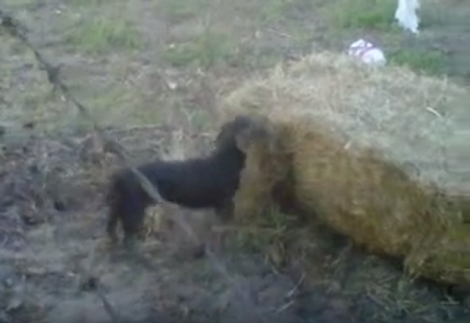Adorable Dachshund Knows There's Something Wrong With The Hay!