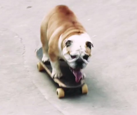 This Adorable Pup Taught Himself How To Skateboard! This Is Awesome!