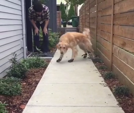 They Bought Their Adorable Pup New Booties, But How He Walks? Aww!!