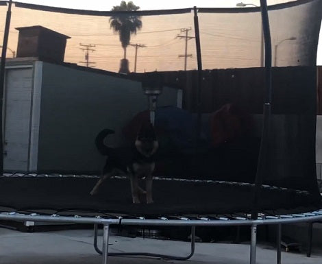 Adorable Pup Starts Jumping, But Seconds Later He Becomes A... Bull?!