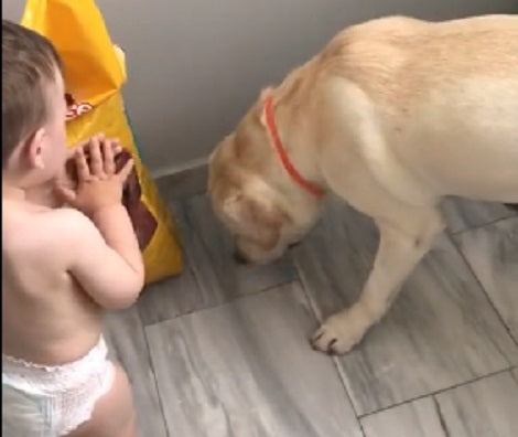 This Cute Baby Absolutely Enjoys Hand-Feeding This Adorable Pup!