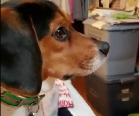This Pup Is Busy Watching The Funniest Beagles On YouTube! Can You Believe This?!