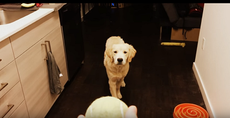 This Adorable Pup Has Mastered The Art Of Catching Her Tennis Ball!