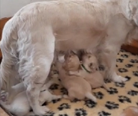 This Beautiful Video Is Definitely Going To Melt Your Heart! It's Just Adorable!