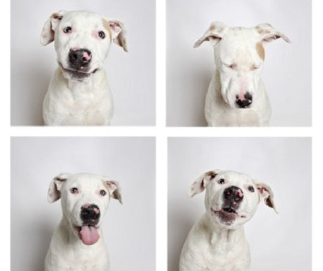 Can You Accurately Read Your Pup's Expressions?