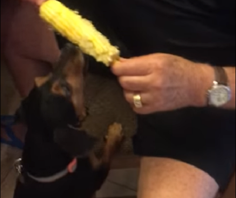 This Adorable Pup Is Ready For His Tasty Treat!