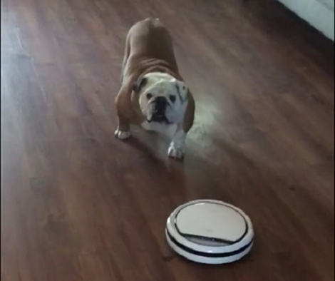 This Adorable Pup Simply Doesn't Like The New Vacuum Cleaner... At All!