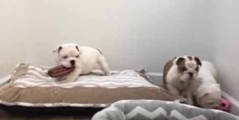 These Adorable Pups Are Playing And It's Going Fill Your Heart With Love!