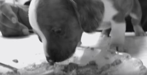 This Adorable Pup's Epic Meal Time Is Going To Make You Smile!