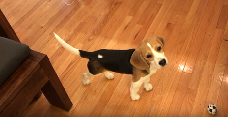 Daddy Asked His Pup To Sit, But He Isn't In The Mood, So He Tilts His Head Instead!