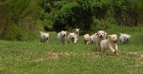 This Adorable Pack Of Puppies Stampede Is The Best Thing You'll See Today!