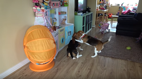 A Day In The Life Of This Pup Is Going To Blow Your Mind!