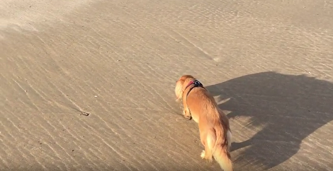 Daddy Knows Exactly Where To Take His Little Pup On A Lovely Day Out!
