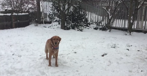 Wait Till You See What This Adorable Pup Is Going To Enjoy Himself In The Snow!