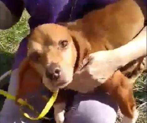 This Adorable Pup Is Looking For His Forever Loving Home... Can You Help?