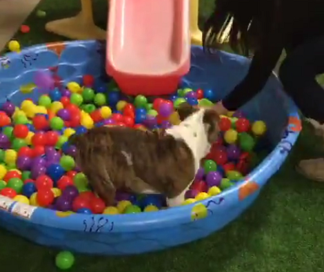 These Pups Are So Thrilled To Be Playing In A Ball Pit That It's Too Cute To Miss!