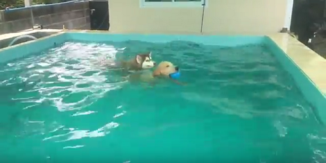 These Two Adorable Pups Love To Swim And They're The Best Of Friends!