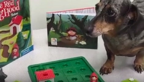 This Adorable Pup Is Playing A Board Game And I Can't Believe My Eyes!