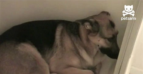 Wait Till You See Why This Pup Is Staring At The Wall!
