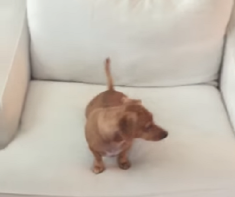 Because It's Raining Outside, This Pup Decided To Run Around Inside The House!