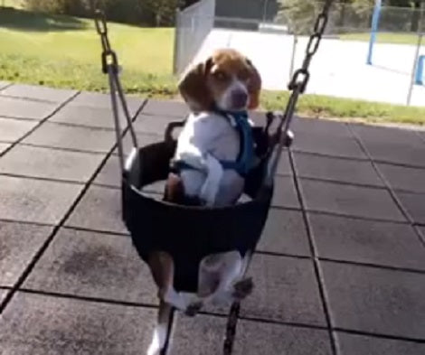 The Amount Of Fun This Adorable Pup's Having Swinging Is Just Too Cute To Miss!