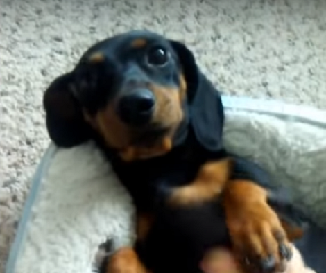 This Adorable Pup Doesn't Want The Belly Rubs To Stop!