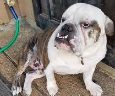 Adorable Pup Pretends To Sleep When Mom Questions Him About A Big Hole!