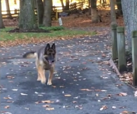 This Pup Accidentally Fell In A Well And Was Saved By Brave Firemen, But That's Not It!