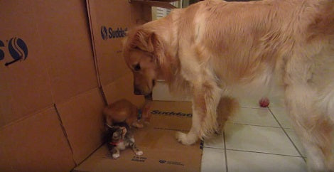 This Pup Wants To Play, But He Knows His Siblings Are Yet Too Tiny To Play With!