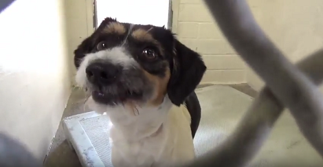 This Adorable Pup Is Looking For His Forever Loving Home. Lets Help Him!