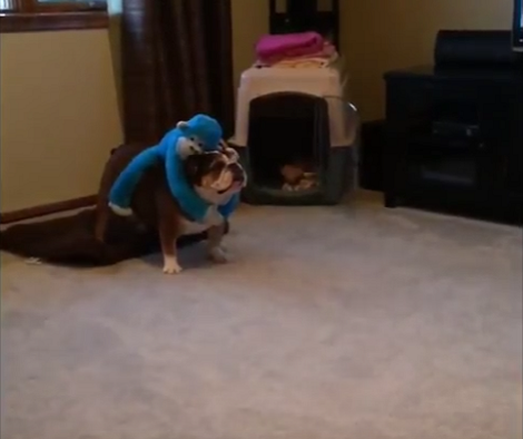 This Silly Pup Takes His Toy Monkey For A Ride And doesn't Enjoy Much! Aww!