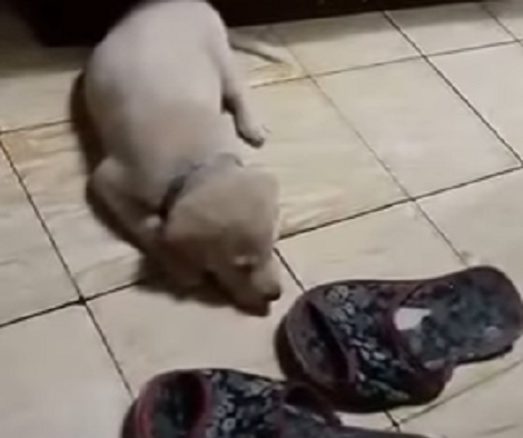 This Adorable Pup Found A Pair Of Slippers, Decided It Was Best To Guard Them!