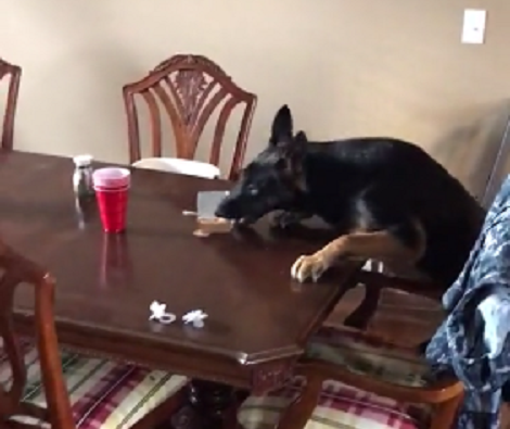 Super Sneaky Pup Takes Food Off The Table To Eat It Wherever He Wants!