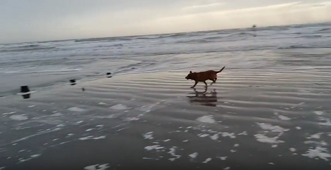 The Amount Of Fun This Pup Is Having At The Beach Is Unbelievable!
