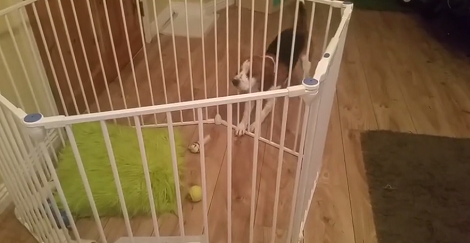 When You See How This Pup Retrieves His Bone From Inside The Cage? Wow!!