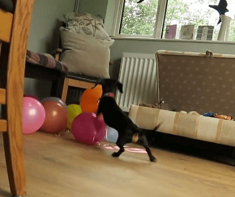 This Is Exactly What Happens When Your Pup Sees Balloons! This Is Hilarious!