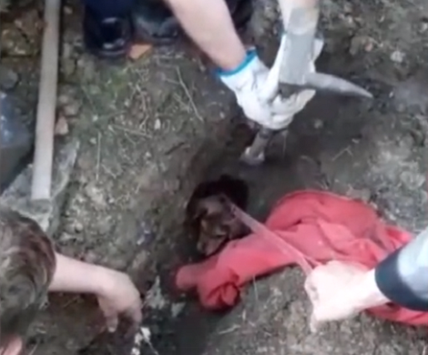 Terrified Pup Stuck In The Sewer Gets Finally Freed After Five Days