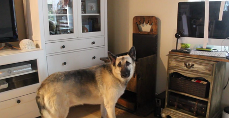 Adorable Pup With Megaesophagus Gets A Special Chair To Help Her Eat Without Problems