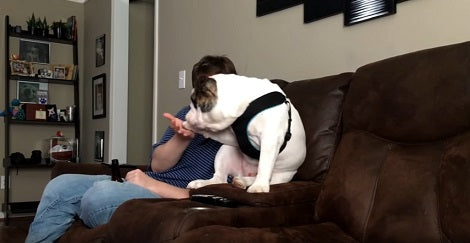 This Adorable Pup Can't Tell The Difference Between Nibble And Shake! Aww!!