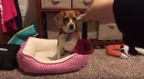 This Pup Learns How To Use The Bell... And It's Adorable!
